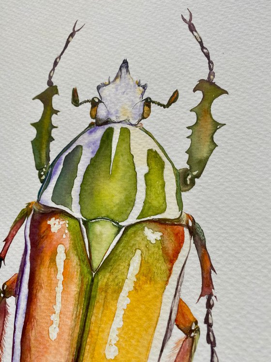 Rhamphorrhina bertolonii Lucas, beetle in the sun's rays in bright yellow, orange, green colour 3