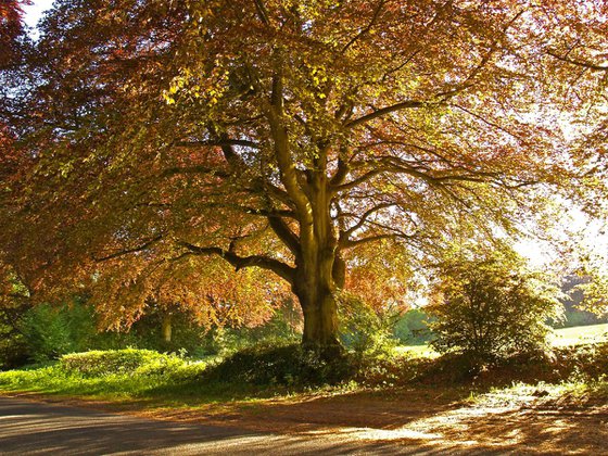 Copper Beech, Rural Hampshire