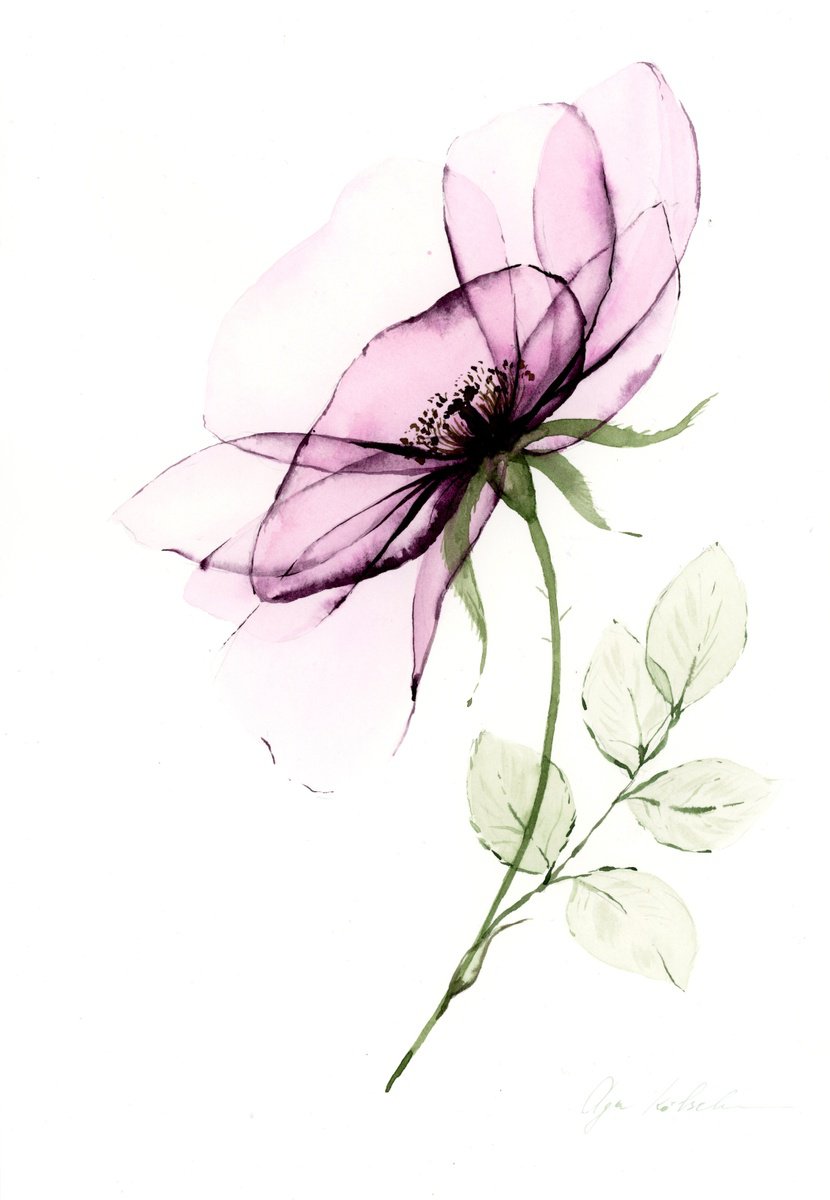 Transparent Purple Dogrose by Olga Koelsch