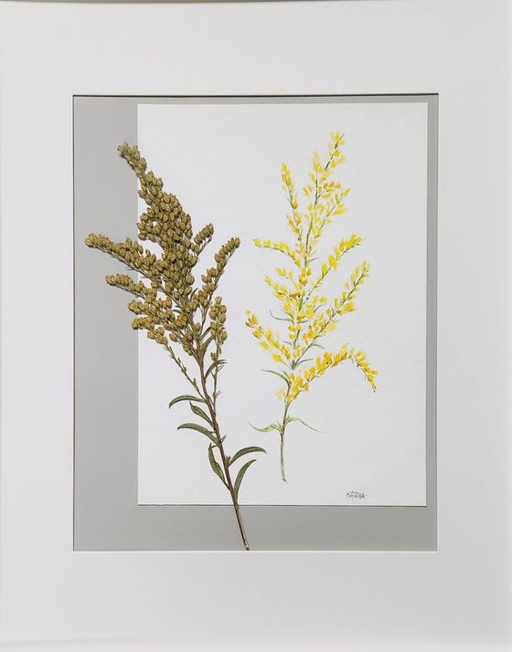 Field Goldenrod