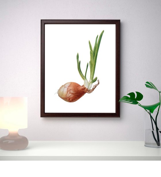 “Onion” (2020)  Original watercolor painting, botanical art