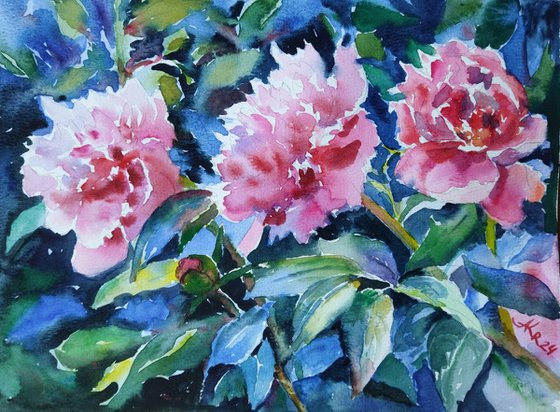 Pink peonies