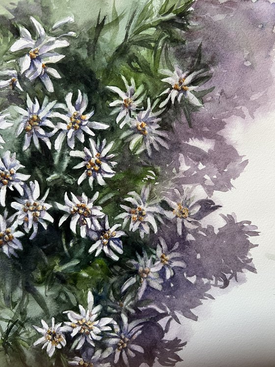 Edelweiss
