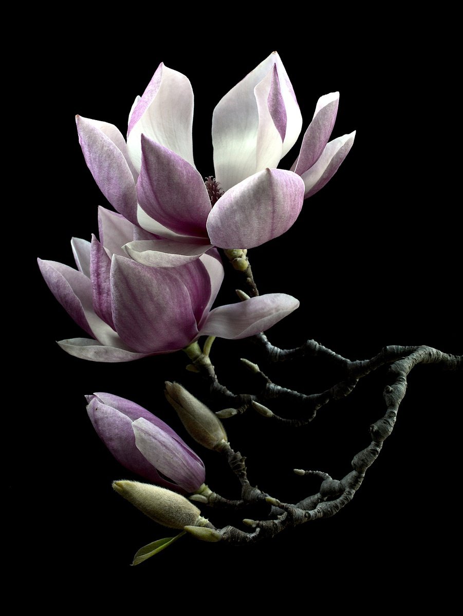 Blooming Magnolias by Nadia Culph