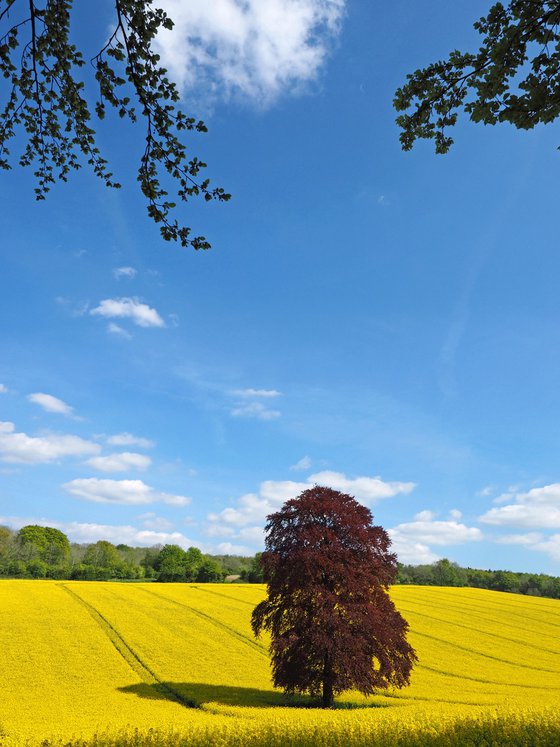 Spring in the Meon Valley 3