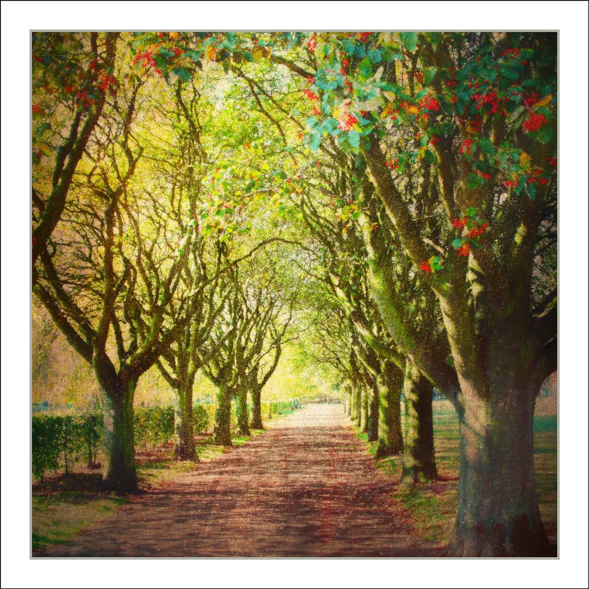 Tree Alley by Martin  Fry