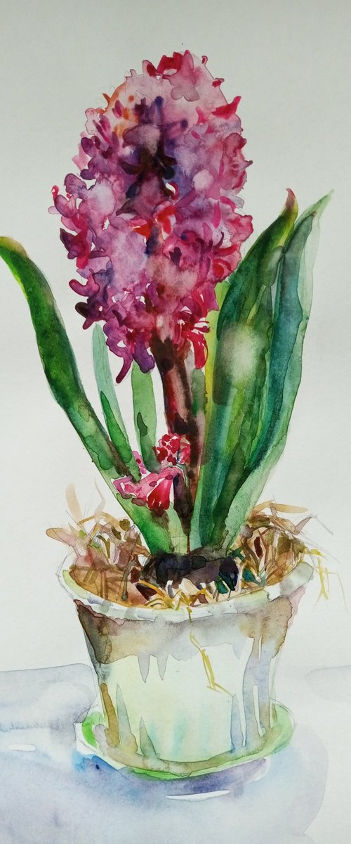Hyacinth Spring 2023 by Oxana Raduga