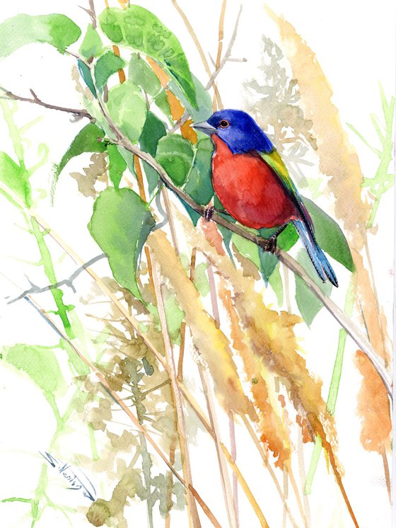 Painted Bunting Bird