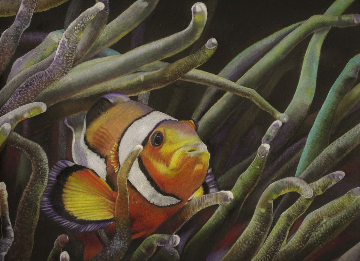 Clownfish and Anemone by HENDRIK HERMANS