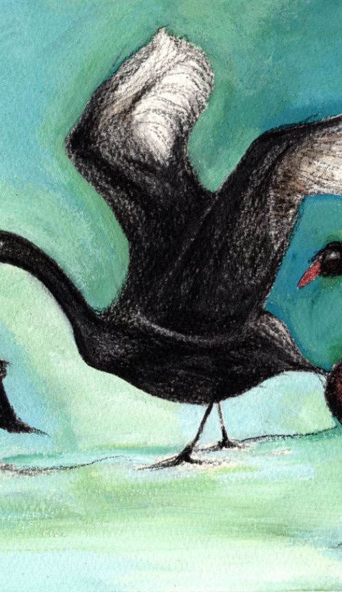 Black Swans by Nancy M Chara