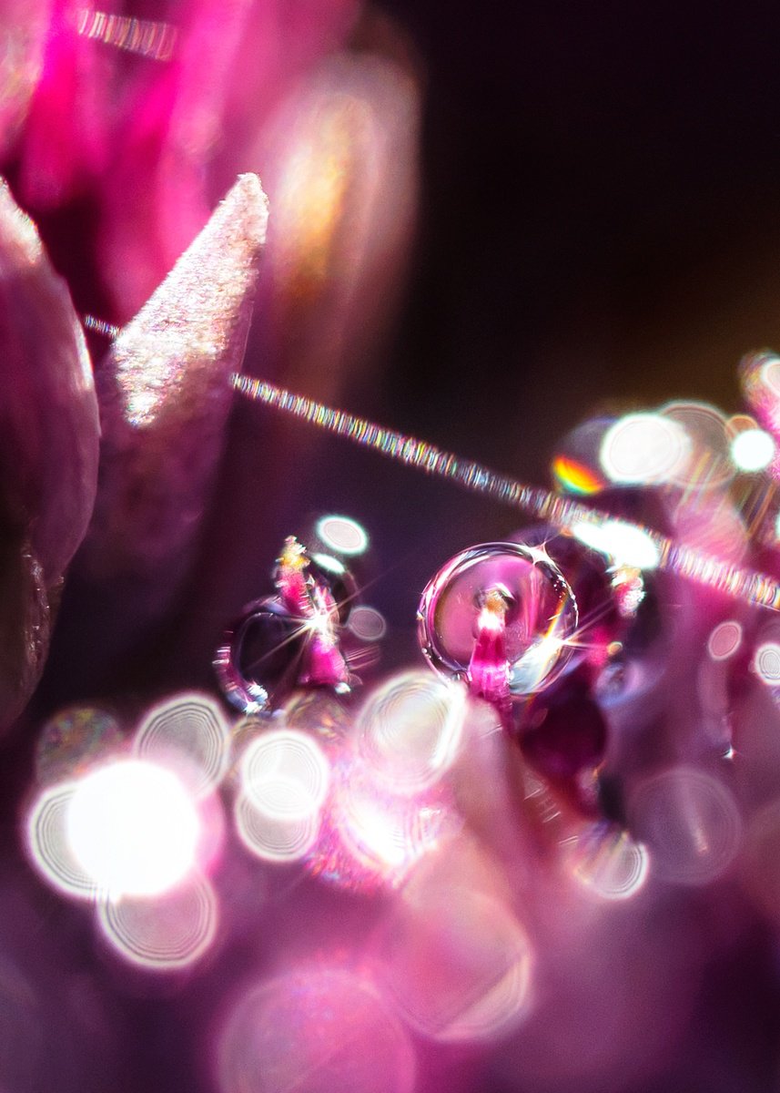 Abstract Photograph , Purple Dreams - Studio Edition By Inna Etuvgi, 17 X 24, Artwork For Sale On Artfinder