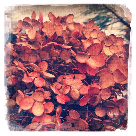 Dried Hydrangea in Winter