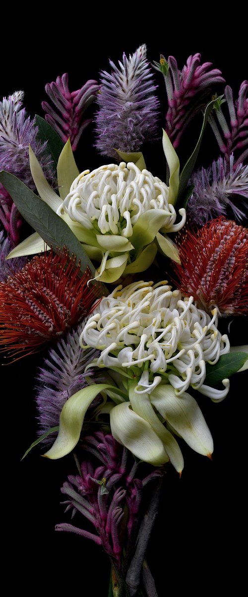 Waratah, Banksia, Mulla Mulla, Kangaroo Paw by Nadia Culph