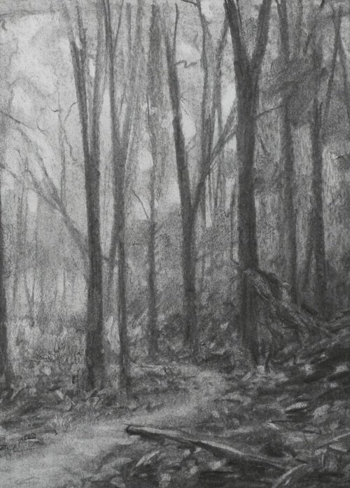 Baxter's Hollow woods – charcoal drawing by John Fleck