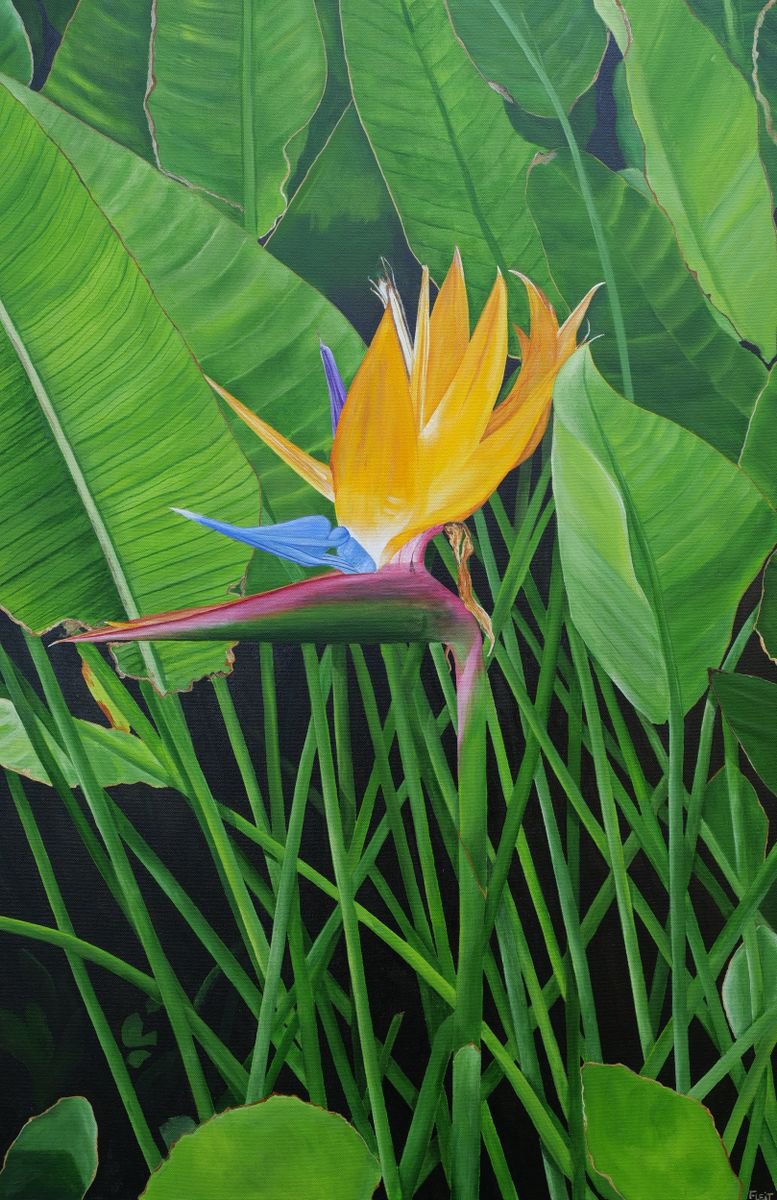Bird Of Paradise By Steven Fleit, 24 X 36, Artwork For Sale On Artfinder