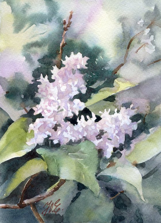 White lilac flowers