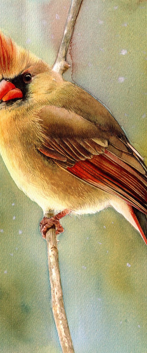 BIRD CCXXXIX - Cardinal by REME Jr.