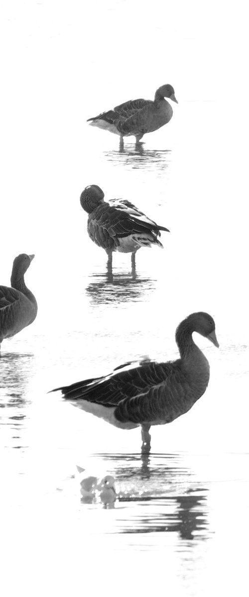 Geese, by oconnart