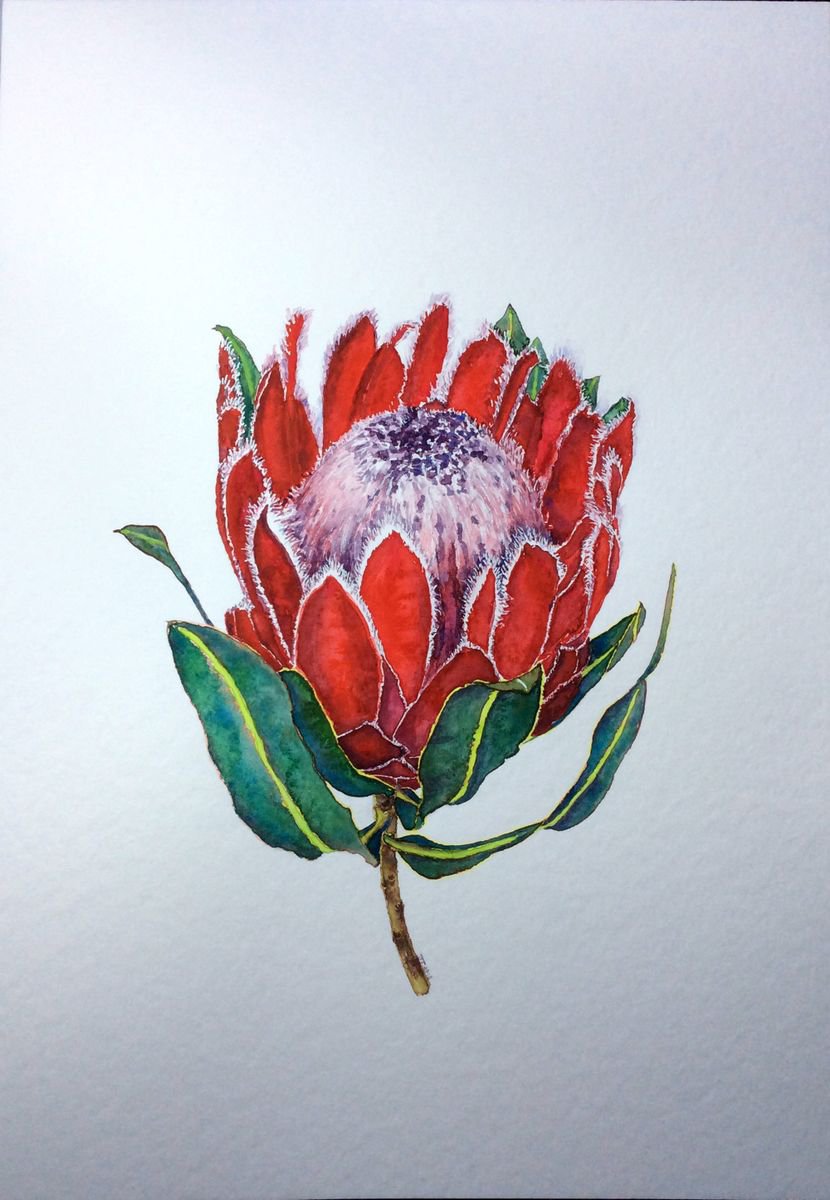 Protea Red by Jing Tian