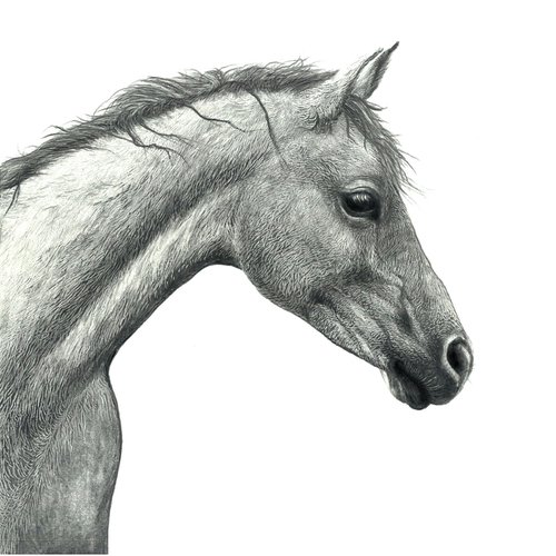Farm Animals Series- Horse by Maja Tulimowska - Chmielewska