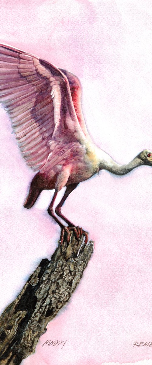 Roseate-Spoonbill - BIRD CXXXIV by REME Jr.