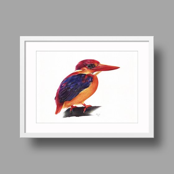Oriental Dwarf Kingfisher - Bird Portrait