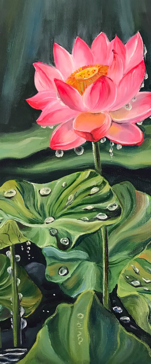 Dew on the lotus by Olga Volna