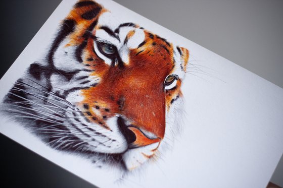 Tiger - Animal Portrait