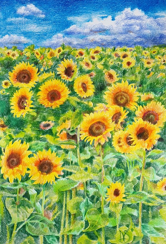 Yellow field of sunflowers