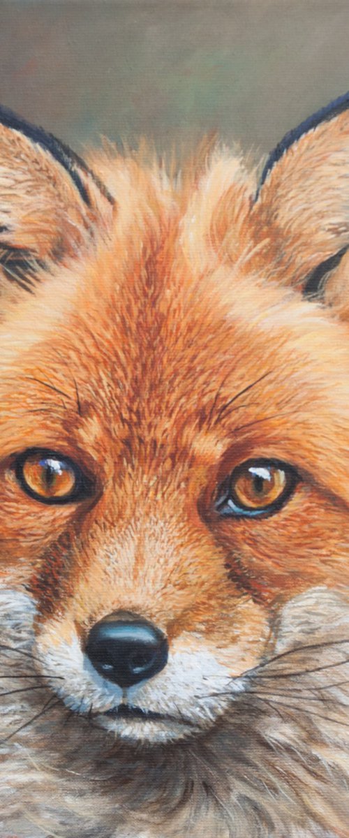 Red fox portrait by Norma Beatriz Zaro