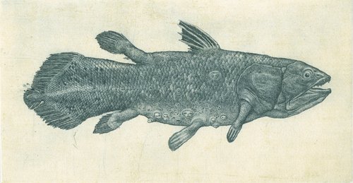 Latimeria Fish by Konstantin Antioukhin