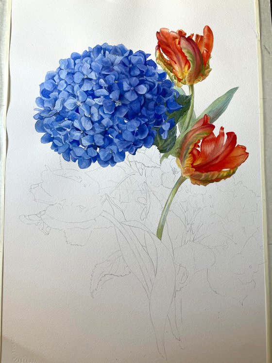 Hydrangea and Tulips