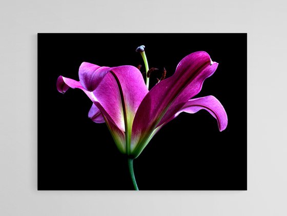 Pink Oriental Trumpet Lily