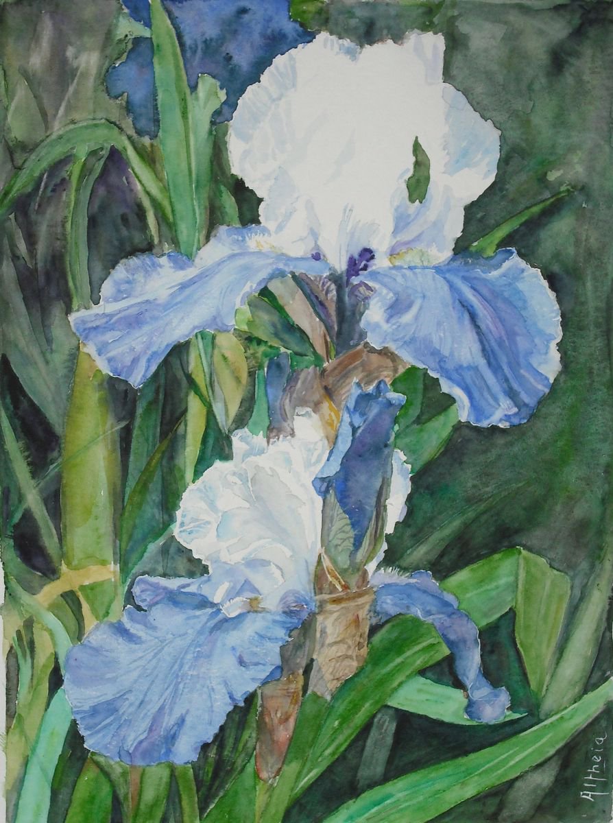 Les iris bleus - Blue irises by Martine Vinsot