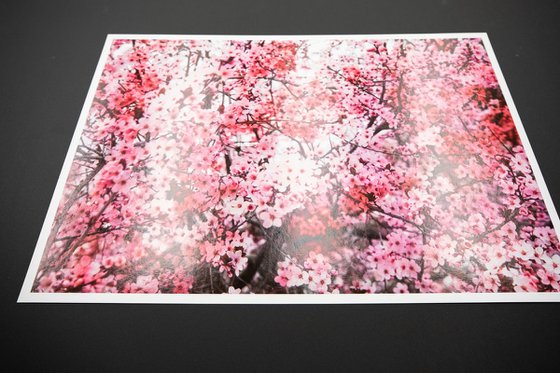 Romantic Sakura I (Samsung TV artwork)