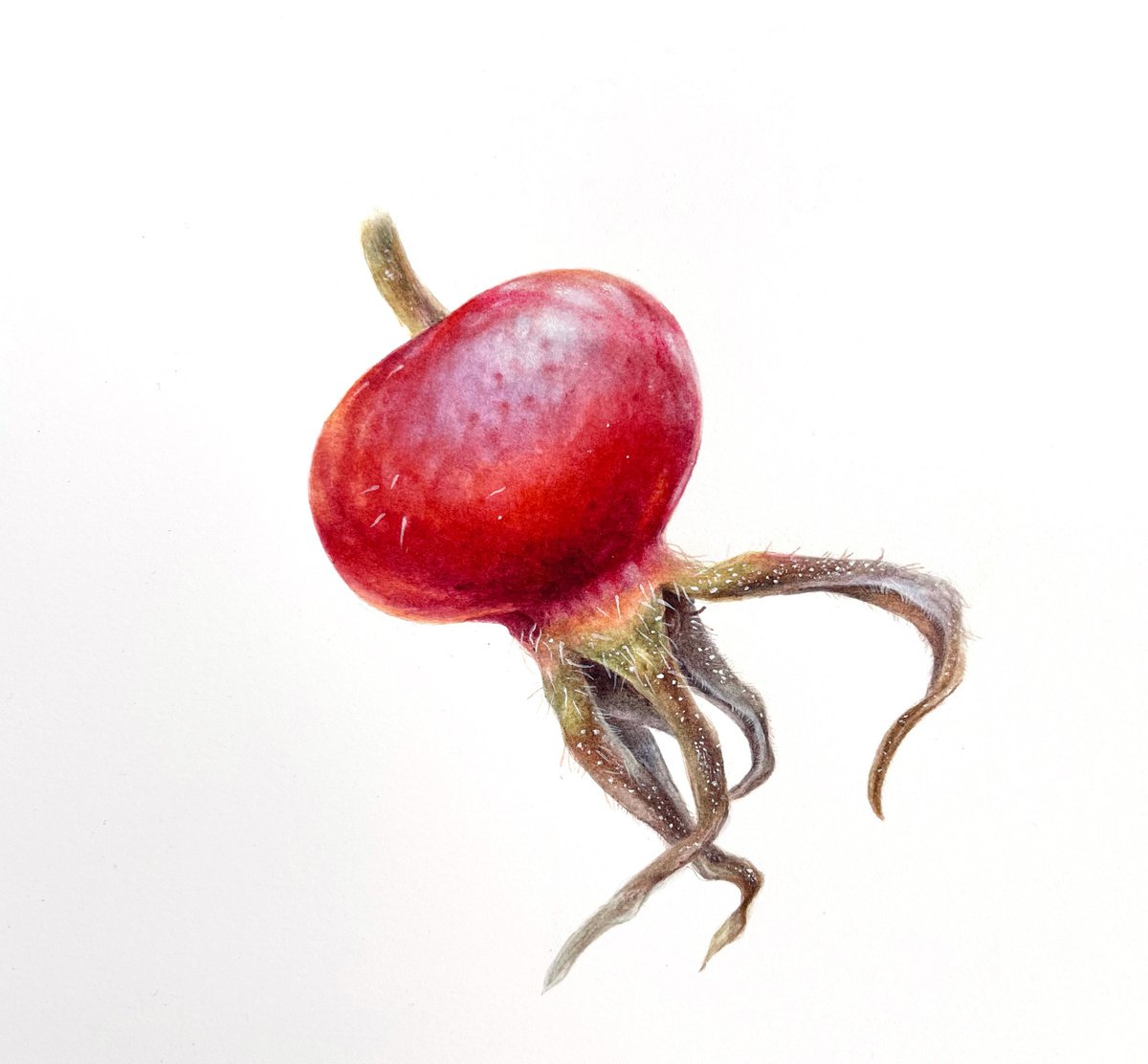 Rosehip berry ( 16x16 cm) 2022 original botanical art by Alisa Diakova