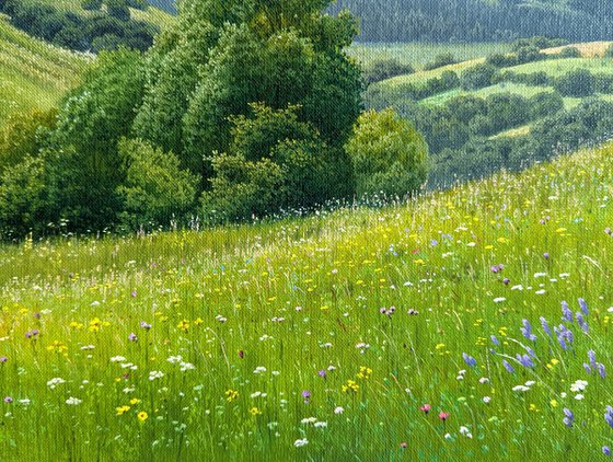 Meadows of early summer