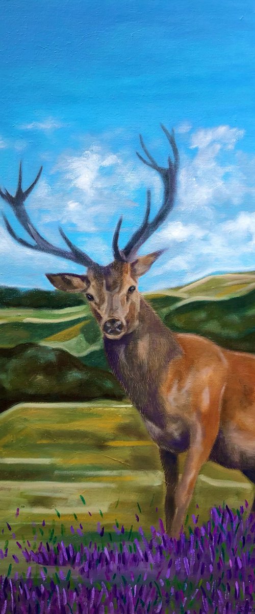 Scottish wildlife - Stag by Stevie Nicholson