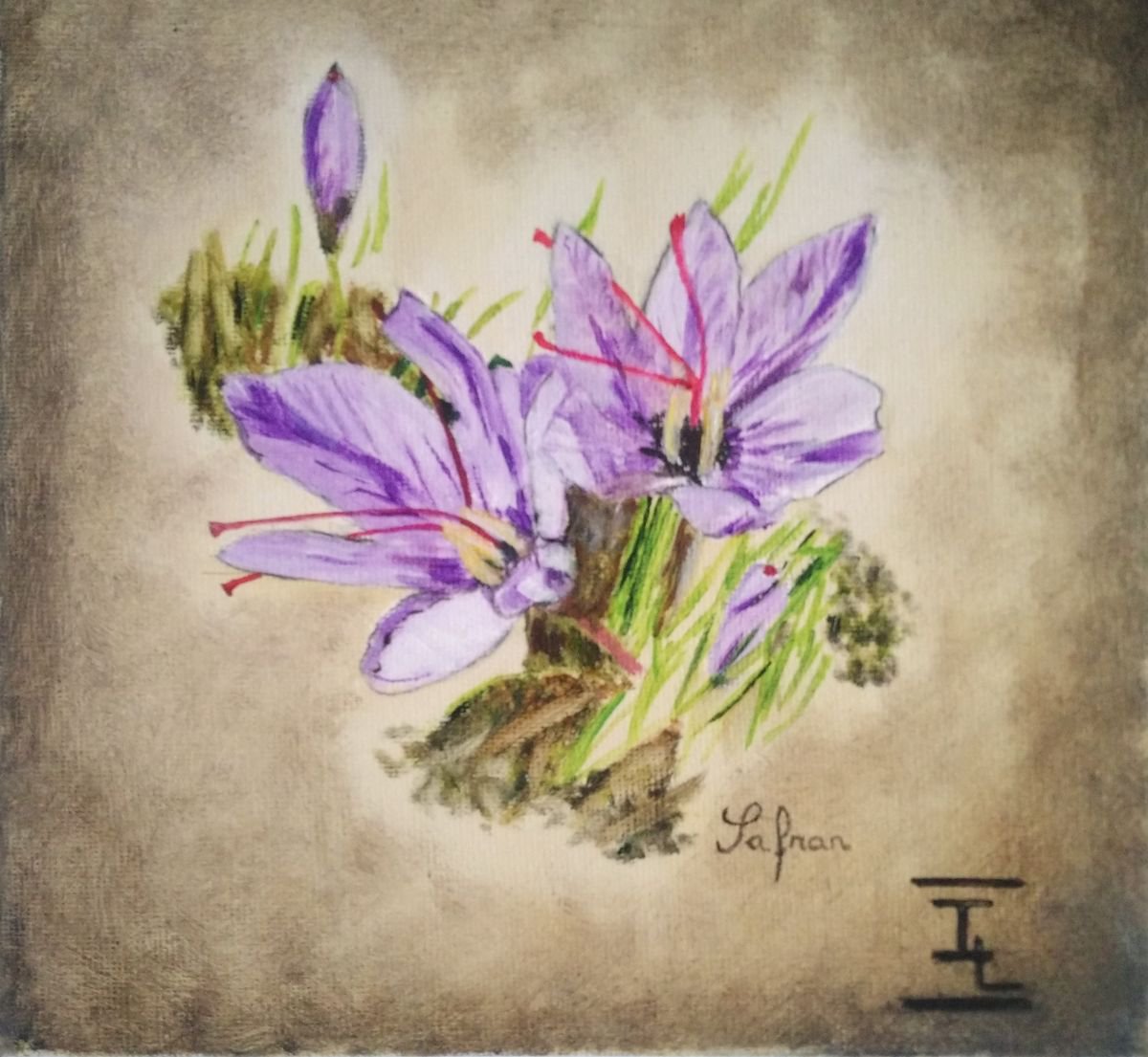Flower of saffron by Isabelle Lucas