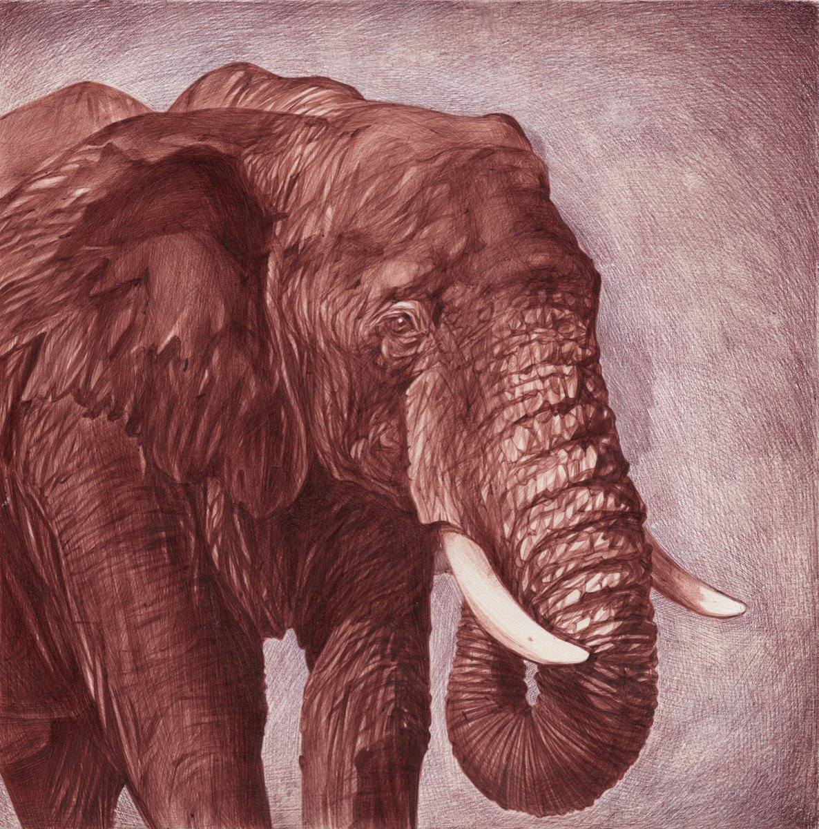 Photorealistic Animal Drawing By Daria Maier, 10 X 10, Elephant, Original Artwork