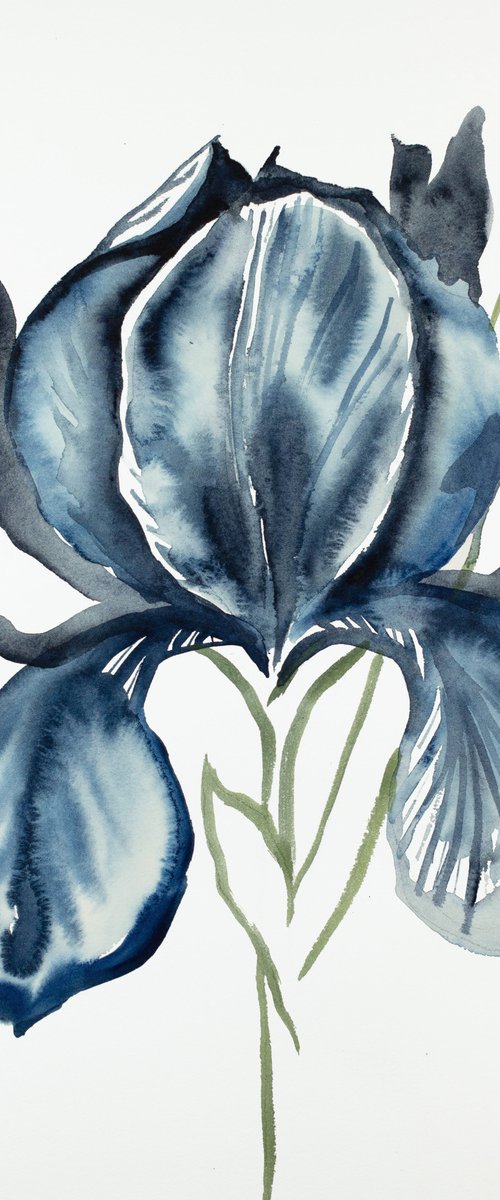 Iris No. 116 by Elizabeth Becker