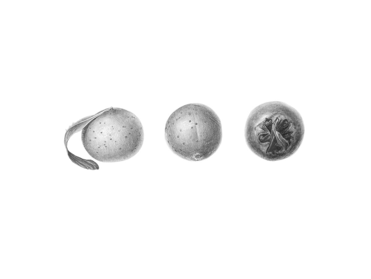Photorealistic Pencil Drawing , Medlar Fruit Drawing By Yuliia Prokopchuk, 16 X 11, Artwork For Sale On Artfinder