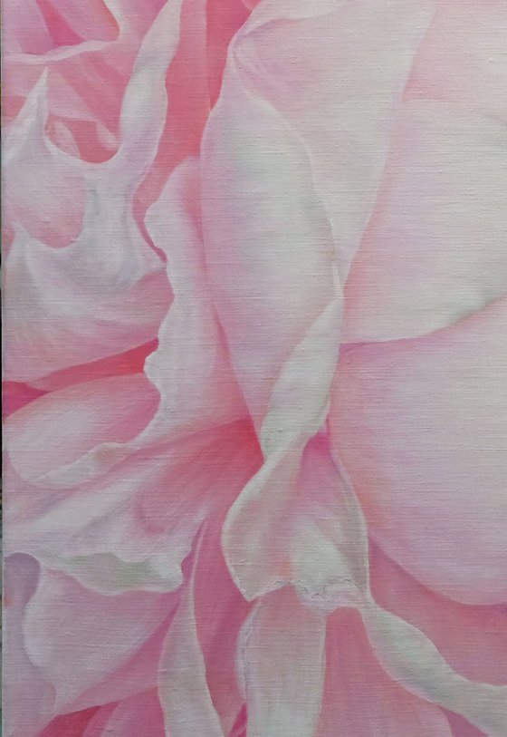 Divine Peony