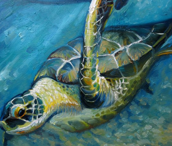 Caribbean Turtle 4