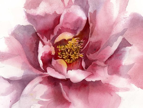 peony in pink watercolor floral