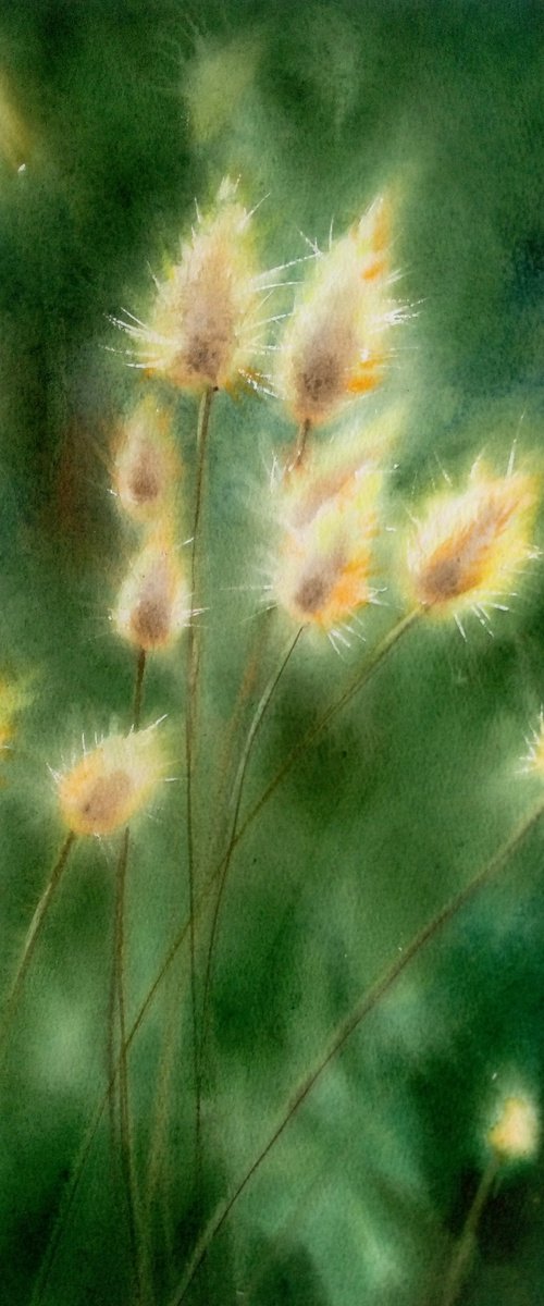 Lagurus ovatus - Bunny Tail Gr by Olga Beliaeva Watercolour