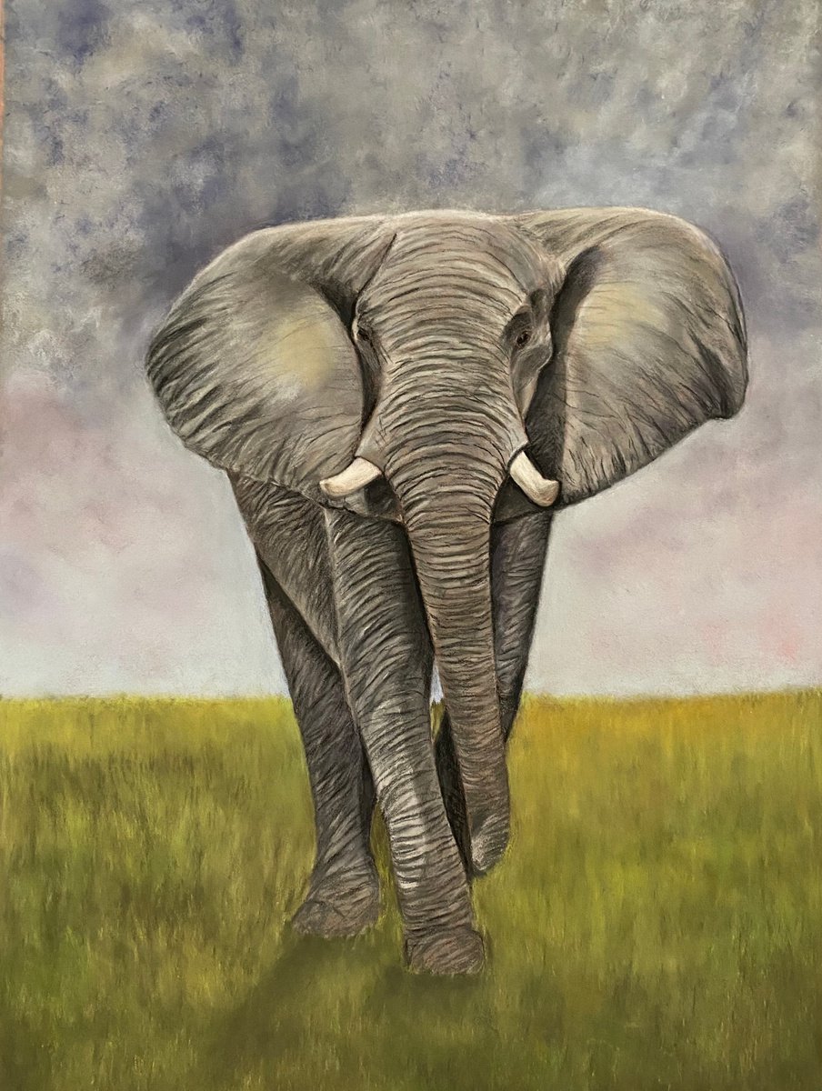African elephant by Maxine Taylor
