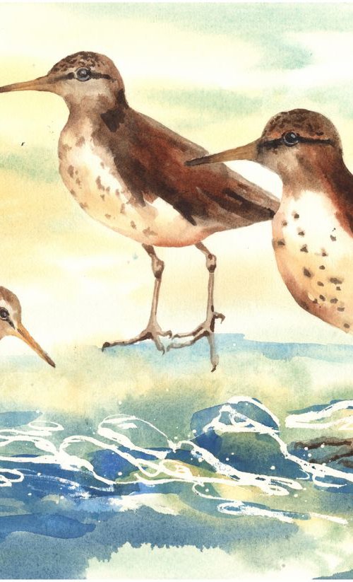 Sandpiper Shore by Alison Fennell