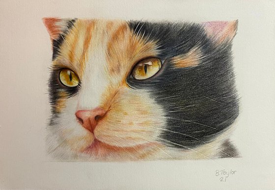 Close up cat drawing