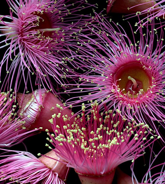 Pink Corymbia Flowers